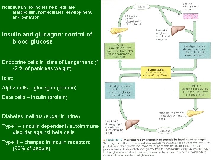 Nonpituitary hormones help regulate metabolism, homeostasis, development, and behavior Insulin and glucagon: control of