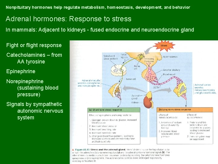 Nonpituitary hormones help regulate metabolism, homeostasis, development, and behavior Adrenal hormones: Response to stress