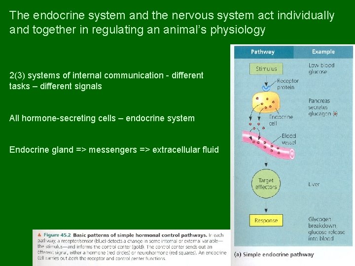 The endocrine system and the nervous system act individually and together in regulating an