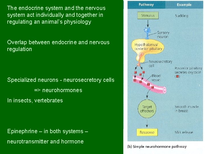 The endocrine system and the nervous system act individually and together in regulating an