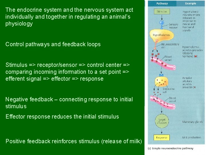 The endocrine system and the nervous system act individually and together in regulating an