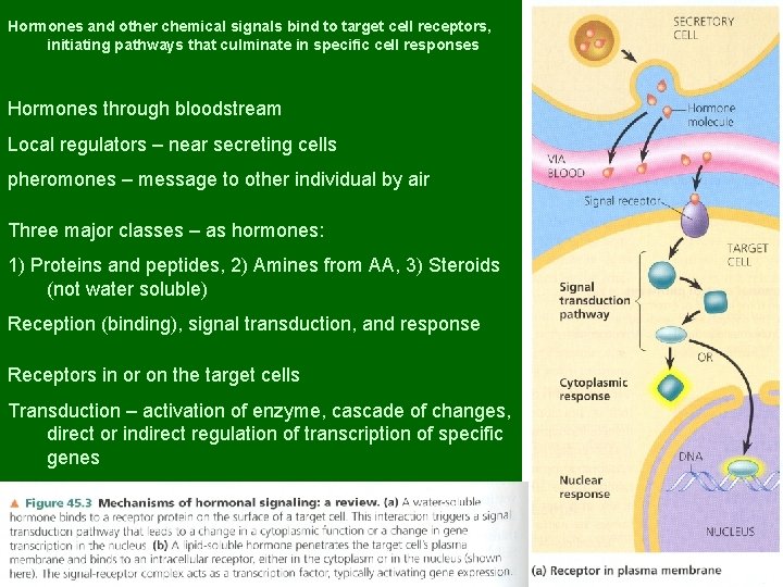 Hormones and other chemical signals bind to target cell receptors, initiating pathways that culminate