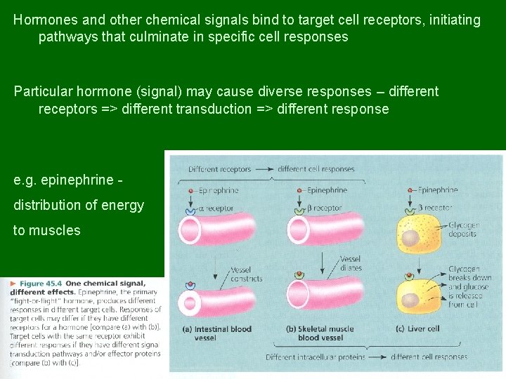 Hormones and other chemical signals bind to target cell receptors, initiating pathways that culminate