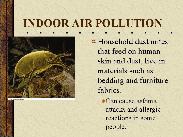 INDOOR AIR POLLUTION Household dust mites that feed on human skin and dust, live INDOOR AIR POLLUTION Household dust mites that feed on human skin and dust, live