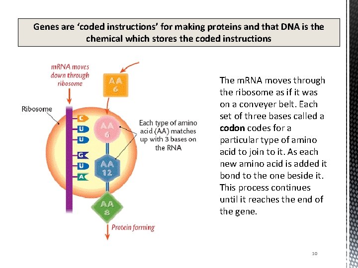 Genes are ‘coded instructions’ for making proteins and that DNA is the chemical which