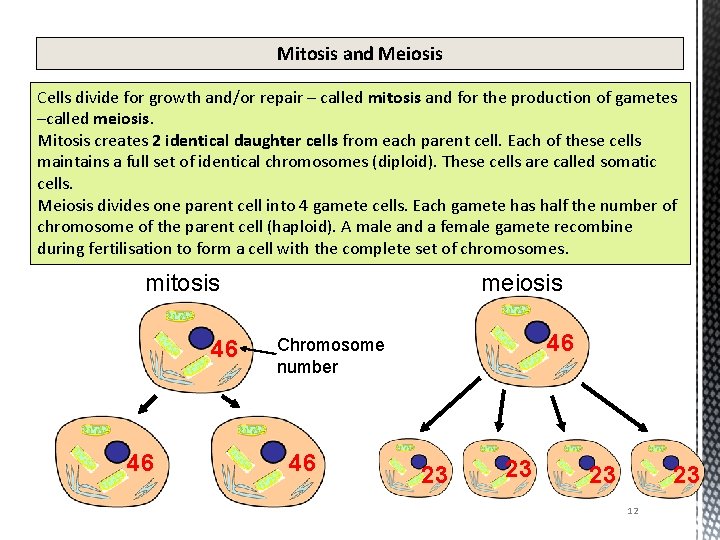 Mitosis and Meiosis Cells divide for growth and/or repair – called mitosis and for