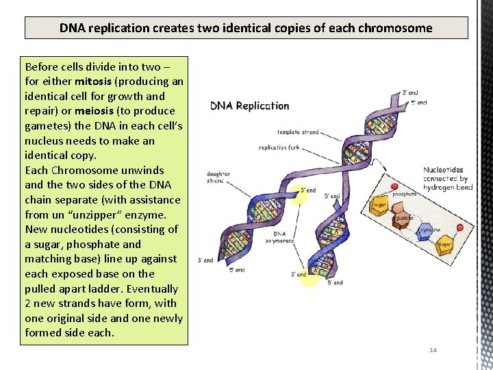 DNA replication creates two identical copies of each chromosome Before cells divide into two