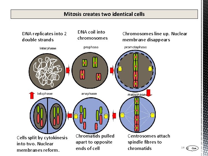 Mitosis creates two identical cells DNA replicates into 2 double strands Cells split by