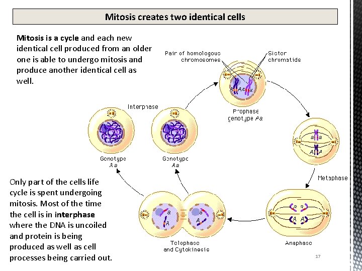 Mitosis creates two identical cells Mitosis is a cycle and each new identical cell