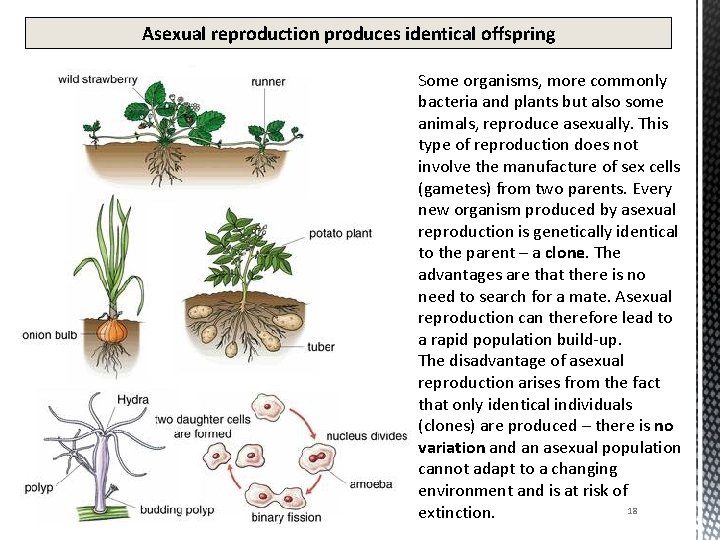 Asexual reproduction produces identical offspring Some organisms, more commonly bacteria and plants but also