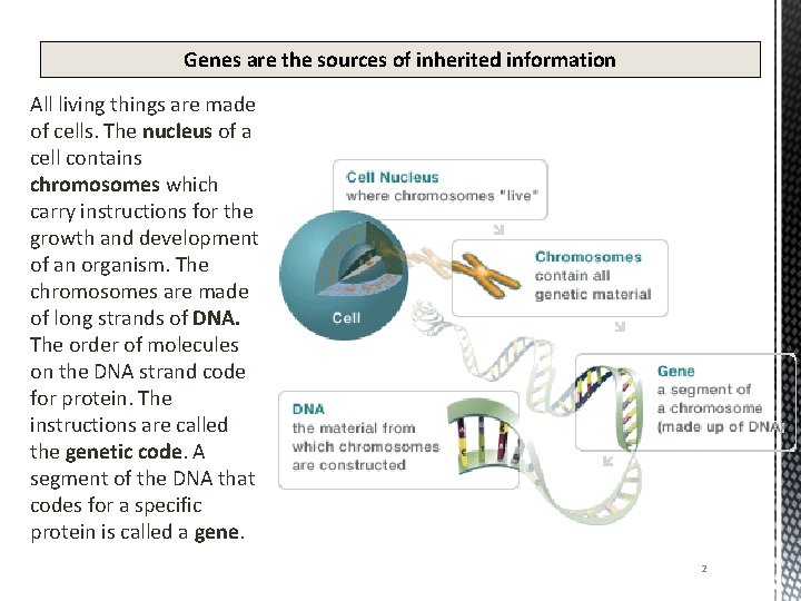 Genes are the sources of inherited information All living things are made of cells.