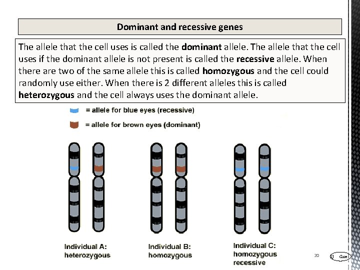 Dominant and recessive genes The allele that the cell uses is called the dominant