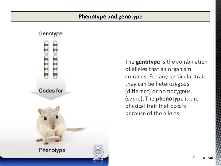 Phenotype and genotype The genotype is the combination of alleles that an organism contains.