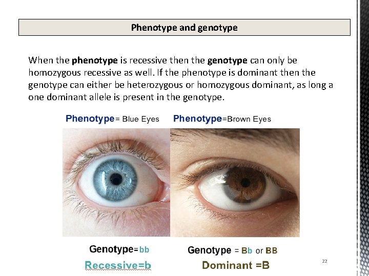 Phenotype and genotype When the phenotype is recessive then the genotype can only be