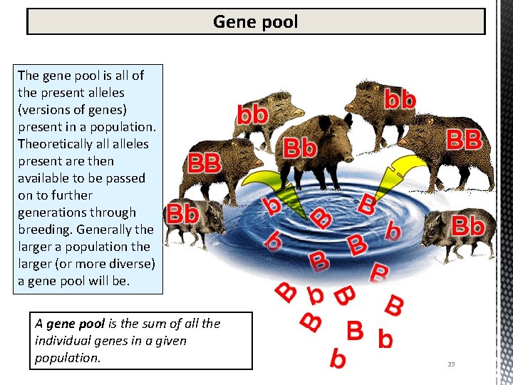 Gene pool The gene pool is all of the present alleles (versions of genes)