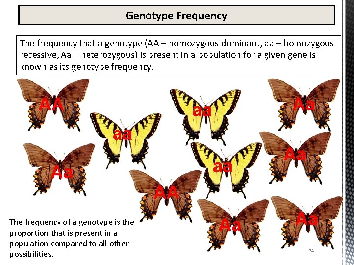 Genotype Frequency The frequency that a genotype (AA – homozygous dominant, aa – homozygous