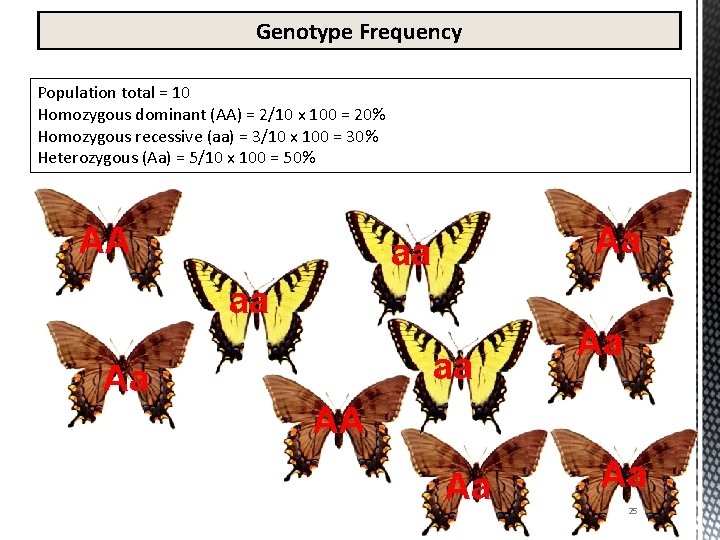 Genotype Frequency Population total = 10 Homozygous dominant (AA) = 2/10 x 100 =