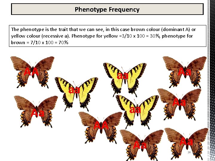 Phenotype Frequency The phenotype is the trait that we can see, in this case