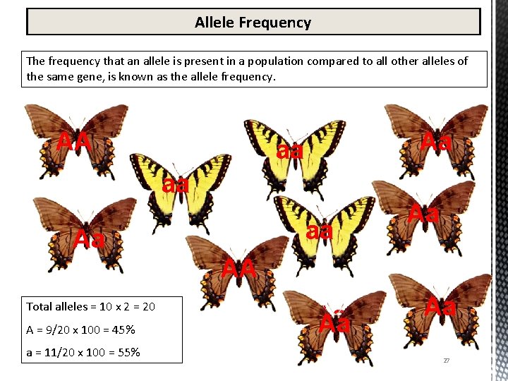 Allele Frequency The frequency that an allele is present in a population compared to
