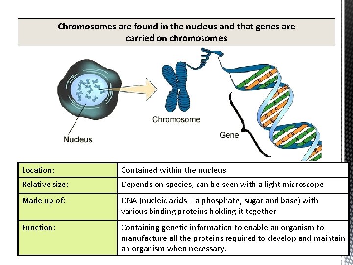 Chromosomes are found in the nucleus and that genes are carried on chromosomes Location: