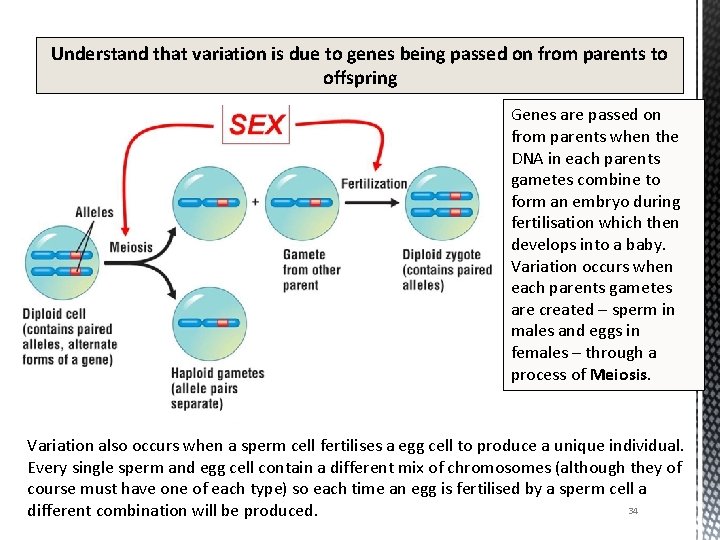 Understand that variation is due to genes being passed on from parents to offspring
