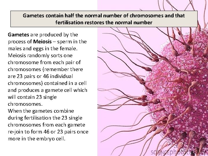 Gametes contain half the normal number of chromosomes and that fertilisation restores the normal