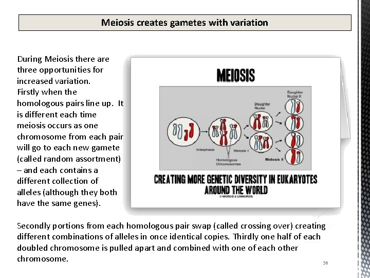 Meiosis creates gametes with variation During Meiosis there are three opportunities for increased variation.
