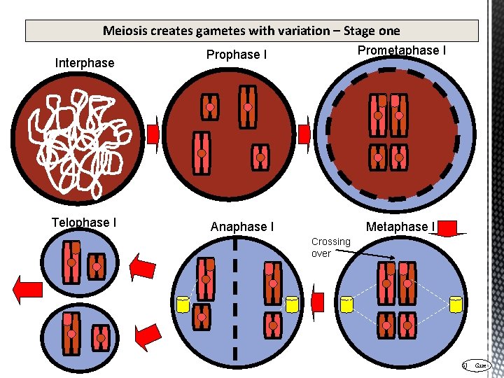 Meiosis creates gametes with variation – Stage one Interphase Telophase I Prometaphase I Prophase