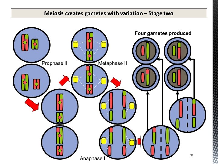 Meiosis creates gametes with variation – Stage two 38 