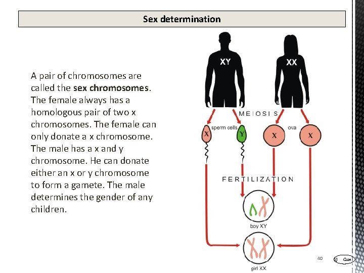 Sex determination A pair of chromosomes are called the sex chromosomes. The female always