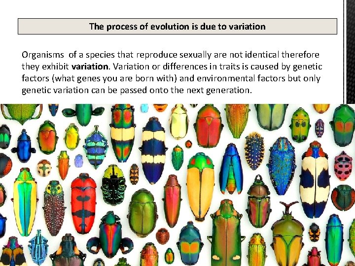 The process of evolution is due to variation Organisms of a species that reproduce