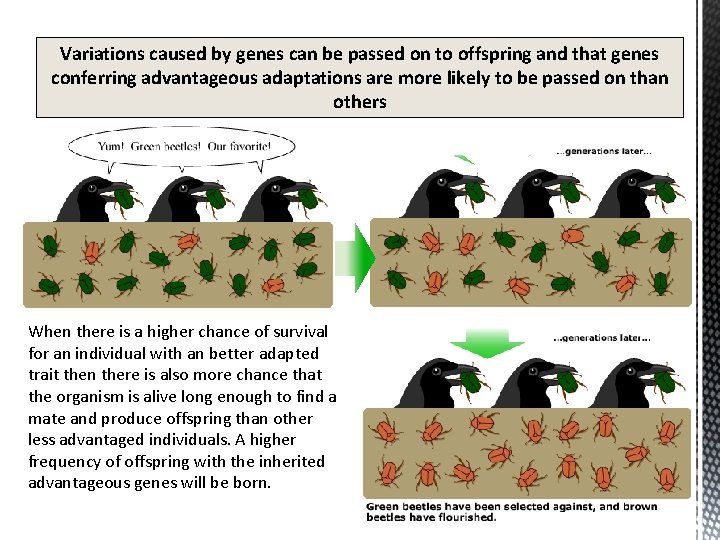 Variations caused by genes can be passed on to offspring and that genes conferring