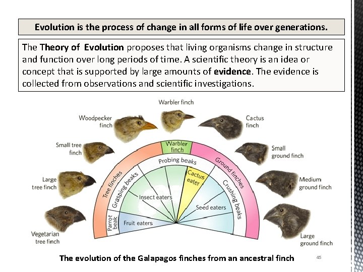 Evolution is the process of change in all forms of life over generations. Theory