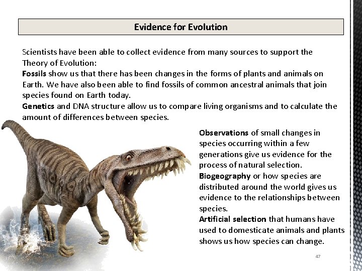 Evidence for Evolution Scientists have been able to collect evidence from many sources to