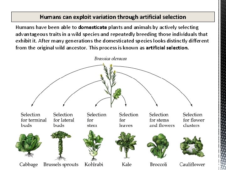 Humans can exploit variation through artificial selection Humans have been able to domesticate plants