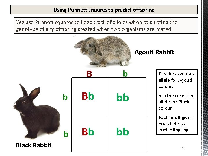 Using Punnett squares to predict offspring We use Punnett squares to keep track of