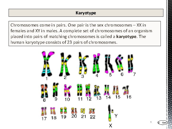 Karyotype Chromosomes come in pairs. One pair is the sex chromosomes – XX in