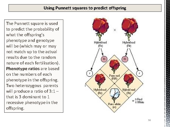 Using Punnett squares to predict offspring The Punnett square is used to predict the