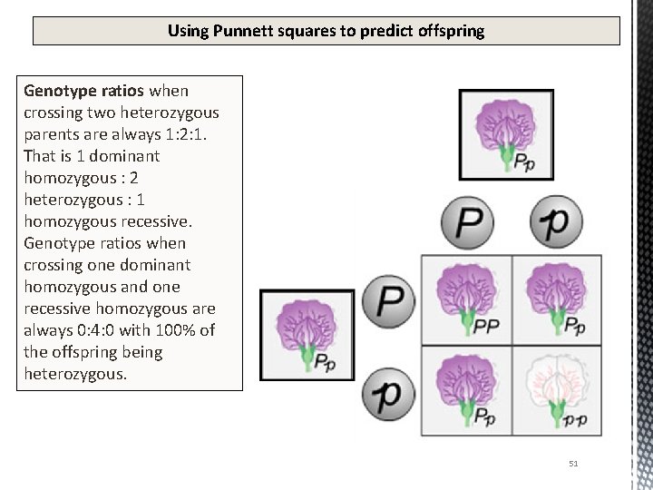 Using Punnett squares to predict offspring Genotype ratios when crossing two heterozygous parents are