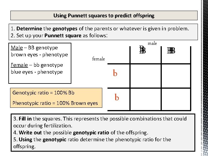 Using Punnett squares to predict offspring 1. Determine the genotypes of the parents or