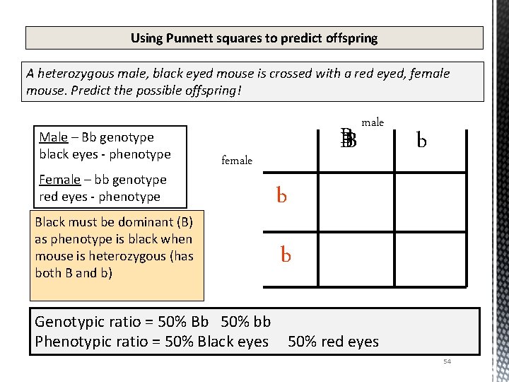 Using Punnett squares to predict offspring A heterozygous male, black eyed mouse is crossed