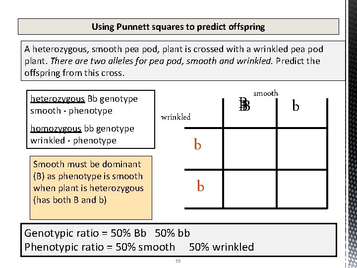 Using Punnett squares to predict offspring A heterozygous, smooth pea pod, plant is crossed