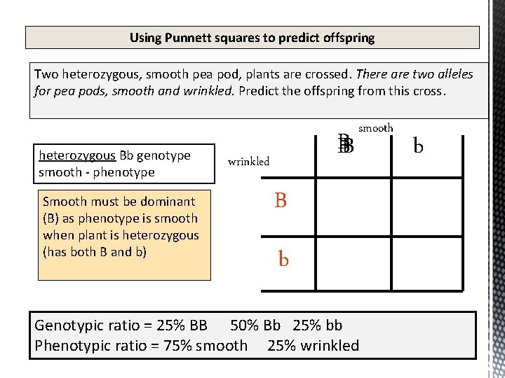 Using Punnett squares to predict offspring Two heterozygous, smooth pea pod, plants are crossed.