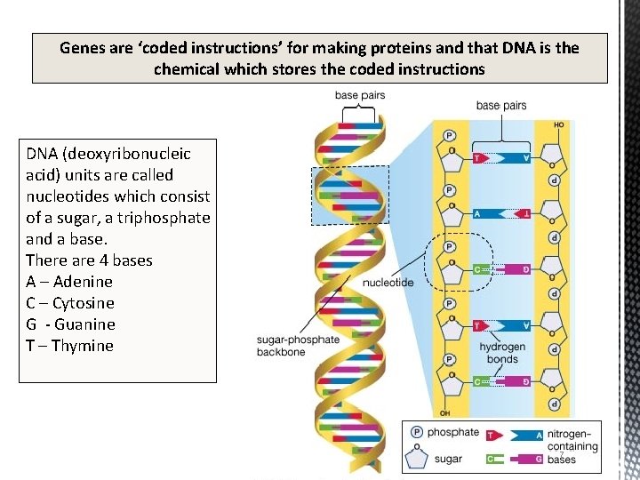 Genes are ‘coded instructions’ for making proteins and that DNA is the chemical which