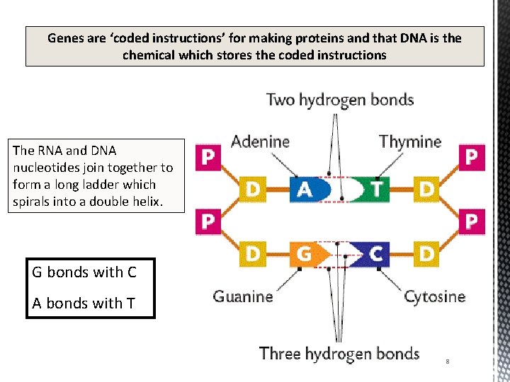 Genes are ‘coded instructions’ for making proteins and that DNA is the chemical which