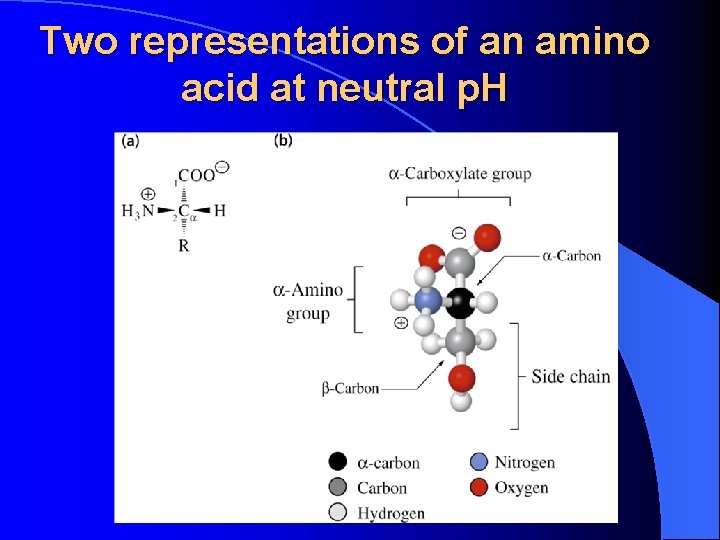 Two representations of an amino acid at neutral p. H Two representations of an amino acid at neutral p. H