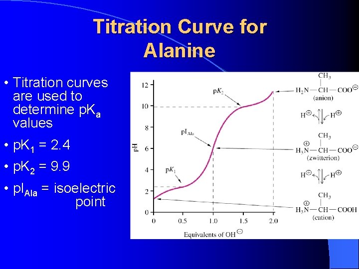 Titration Curve for Alanine • Titration curves are used to determine p. Ka values Titration Curve for Alanine • Titration curves are used to determine p. Ka values