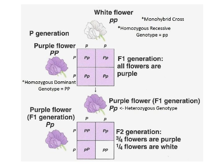 Ch 9 Patterns Of Inheritance Genetics Heredity Is
