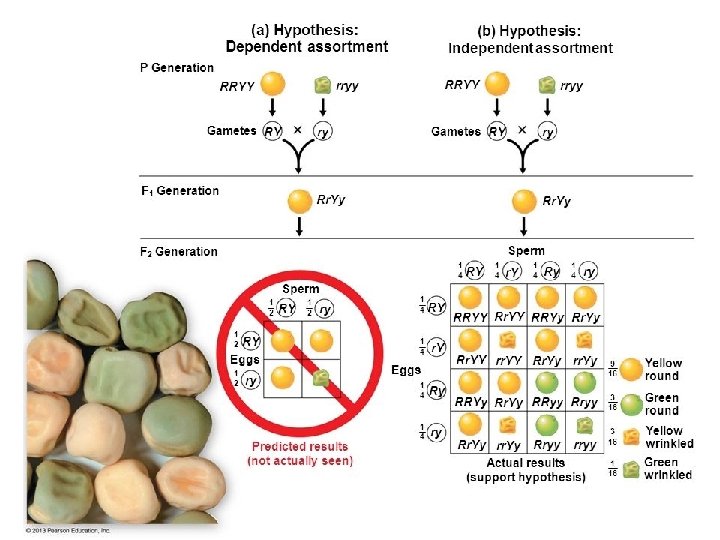 Ch 9 Patterns of Inheritance Genetics Heredity is