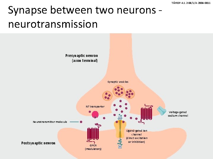 Synapse between two neurons neurotransmission TÁMOP-4. 1. 2 -08/1/A-2009 -0011 Presynaptic neuron (axon terminal)